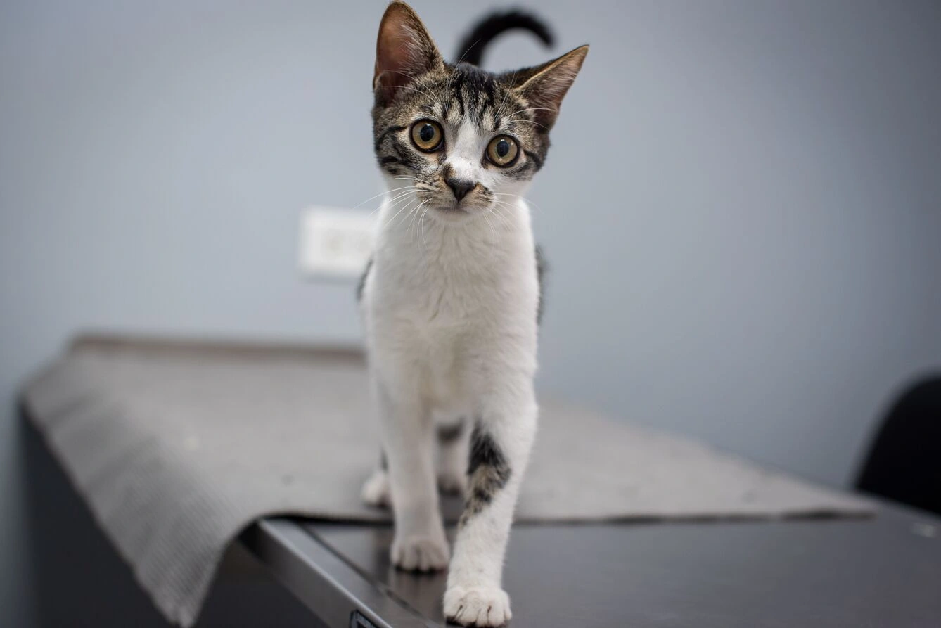 7bc8f844-45a1-4f3a-8bbe-5293a4de605b-When to Call the Vet or Seek Emergency Care12